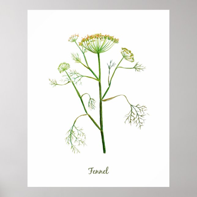 Watercolor Herb Fennel Illustration Poster (Front)