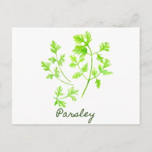 Watercolor Herb Parsley Illustration Postcard