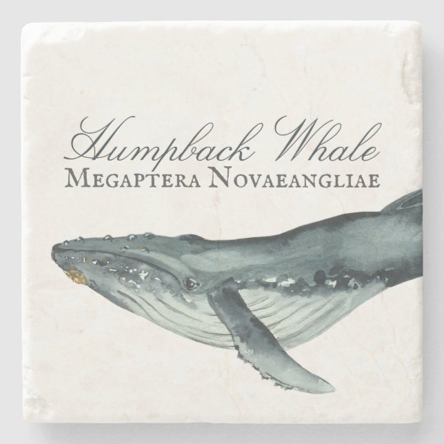 Watercolor Humpback Whale, Megaptera Novaeangliae Stone Coaster (Front)