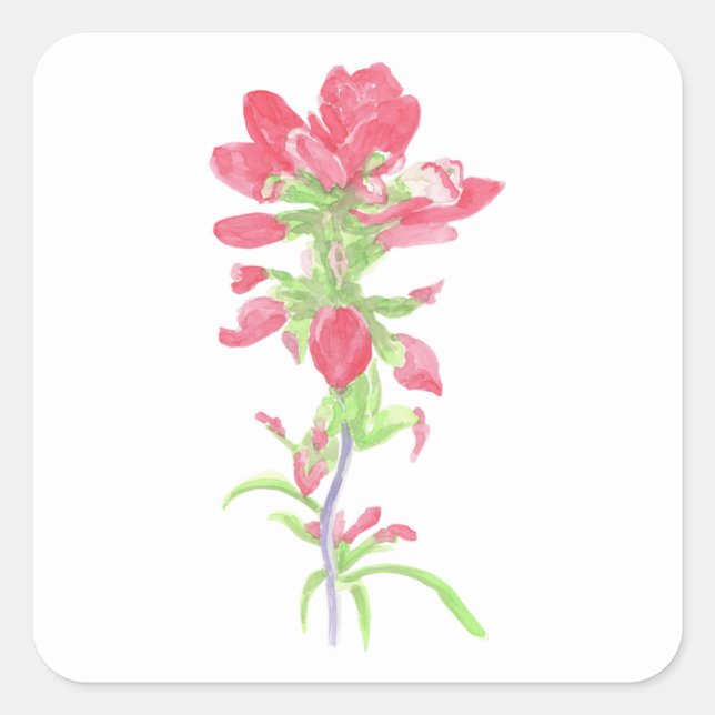 Watercolor Indian Paintbrush Flower Square Sticker (Front)