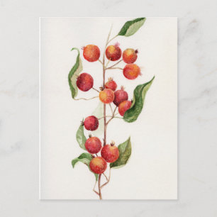 Watercolor little apples branch postcard