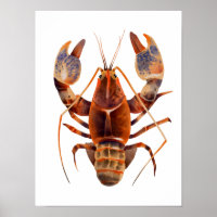 Watercolor Lobster Crustaceancore