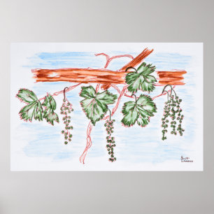 Watercolor of Vines with Grapes France Poster