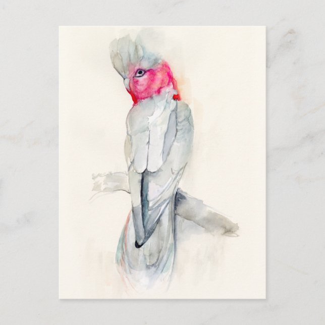 Watercolor Opera Cockatoo Postcard (Front)