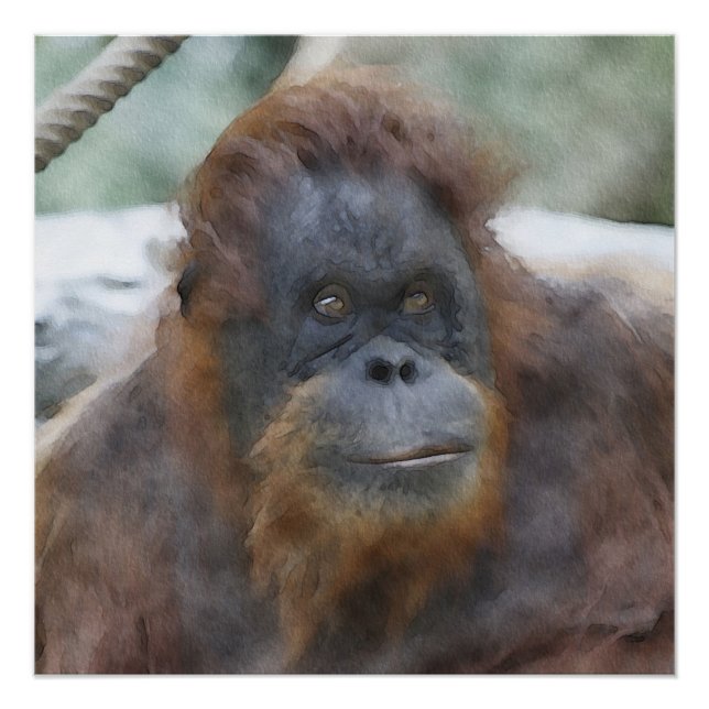 Watercolor Orang Poster (Front)
