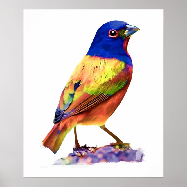 Watercolor Painted Bunting Song Bird Poster (Front)