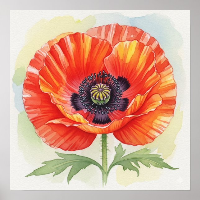 Watercolor Poppy Poster (Front)