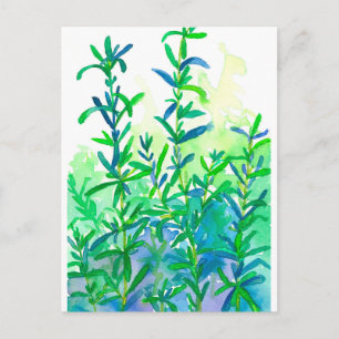 Watercolor Rosemary Herb Blue Postcard