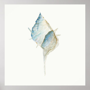 Watercolor Seashell Poster
