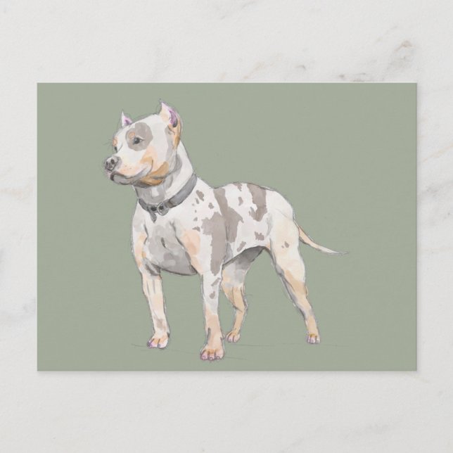 Watercolor Sketch | Cute Pit Bull Terrier Dog Postcard (Front)
