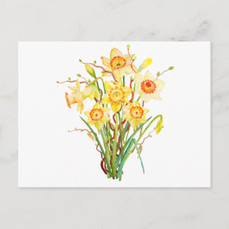 Watercolor Spring flower daffodils Postcard