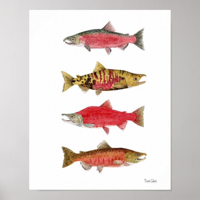 Watercolor Studies of Salmon Poster (Front)