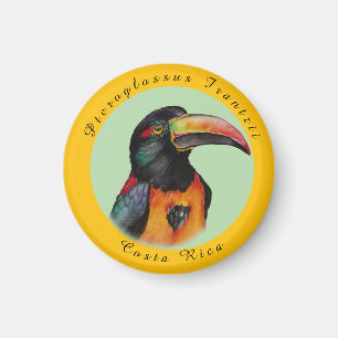 Watercolor toucan magnet