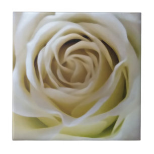 Watercolor vintage white cream rose bud detail tile