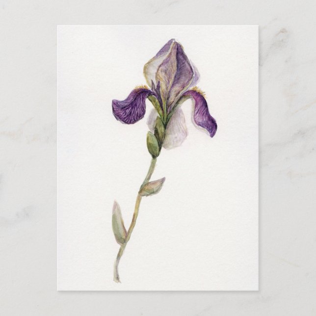 Watercolor violet Iris Postcard (Front)