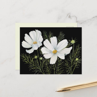 Watercolor White Cosmos Flowers Botanical Painting Postcard