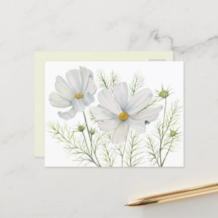 Watercolor White Cosmos Flowers Botanical Painting Postcard
