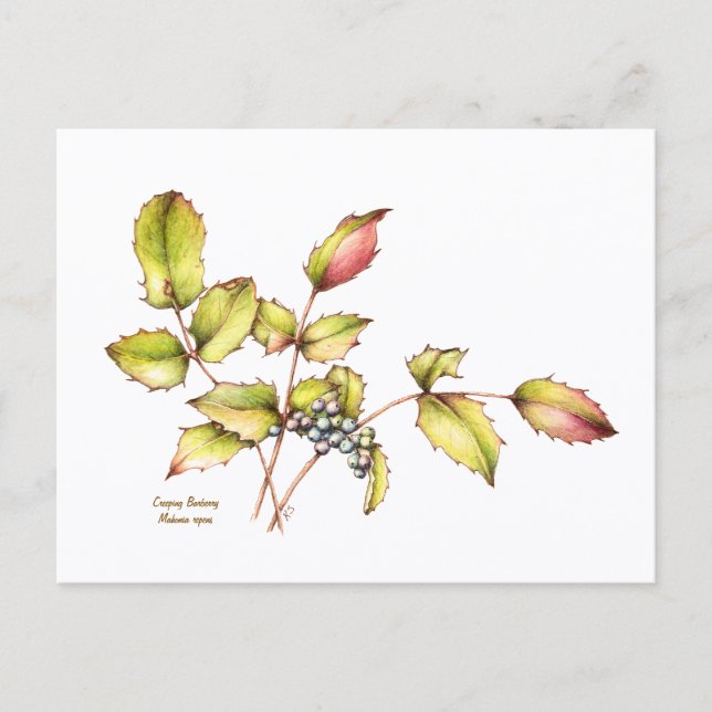 Watercolor wildflower barberry postcard (Front)