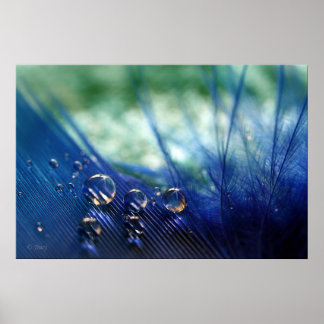 Waterdrops on Feather Poster