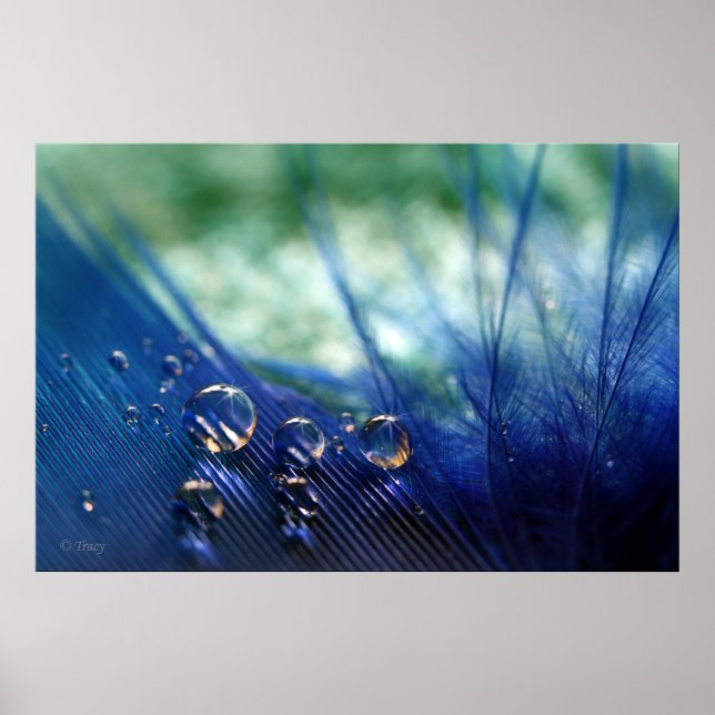 Waterdrops on Feather Poster (Front)