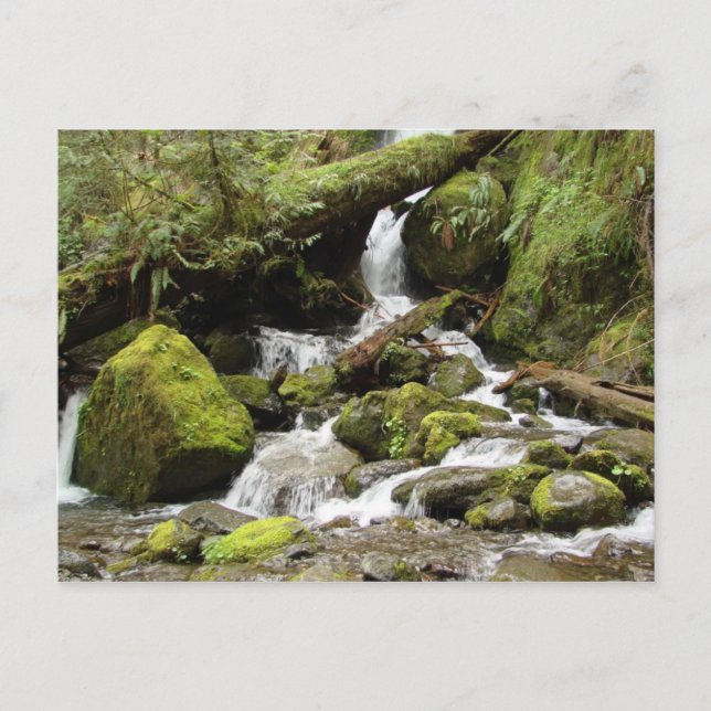 Waterfall on South Shore Road at Lake Quinault Postcard (Front)