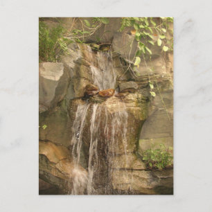 Waterfall Postcard! Postcard