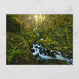 Waterfalls Olympic National Park, Washington Postcard