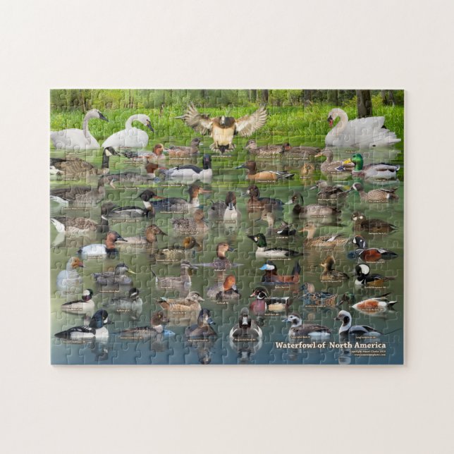 Waterfowl of North America Jigsaw Puzzle (Horizontal)