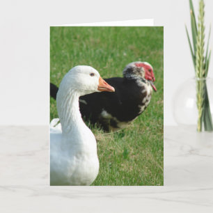 Waterfowl Pets Card