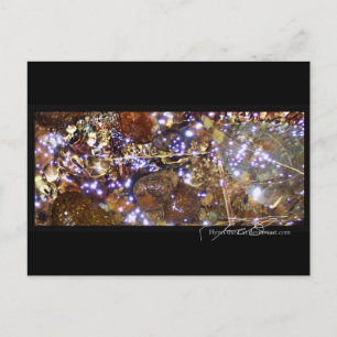Waterlight postcard