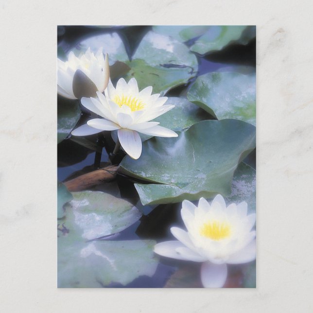 Waterlilies postcards (Front)