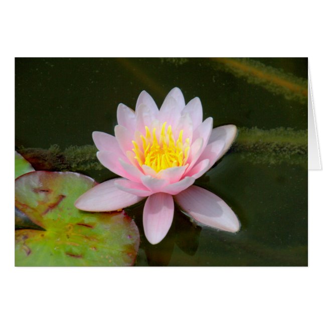 " Waterlilly " (Front Horizontal)