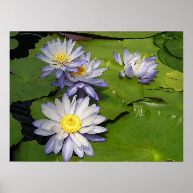waterlilly poster (Front)