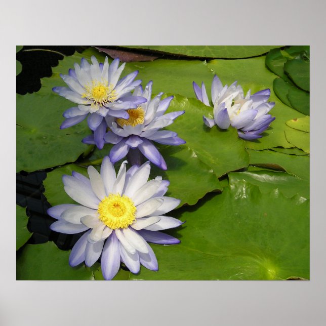 waterlilly poster (Front)