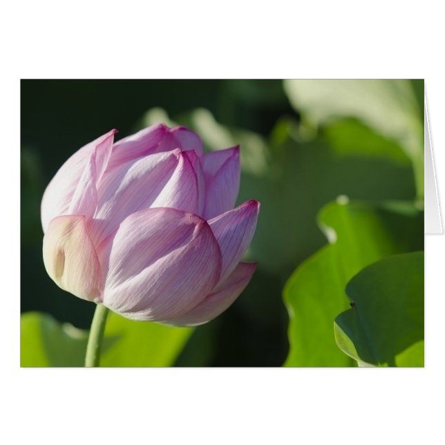 WaterLily (Front Horizontal)