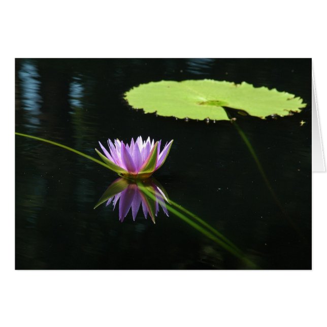 Waterlily 7 (Front Horizontal)