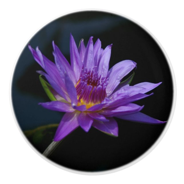 Waterlily Ceramic Knob (Front)