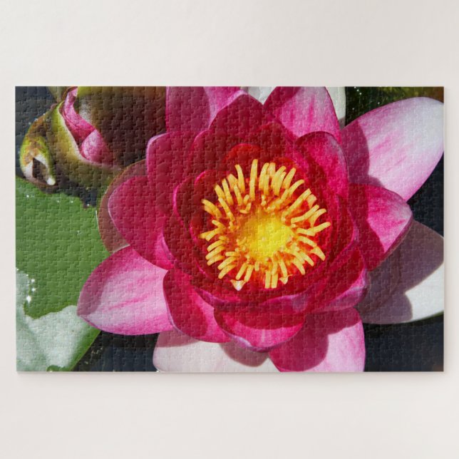 WaterLily CloseUp Jigsaw Puzzle (Horizontal)