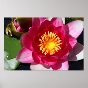 WaterLily CloseUp Poster