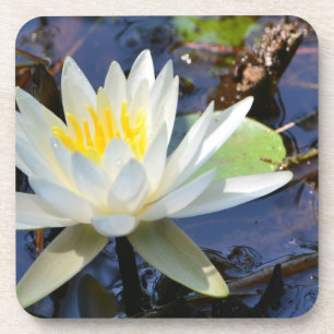 Waterlily Coaster