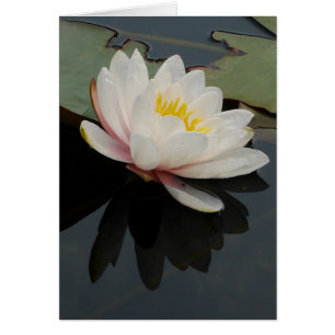 Waterlily Flower Card