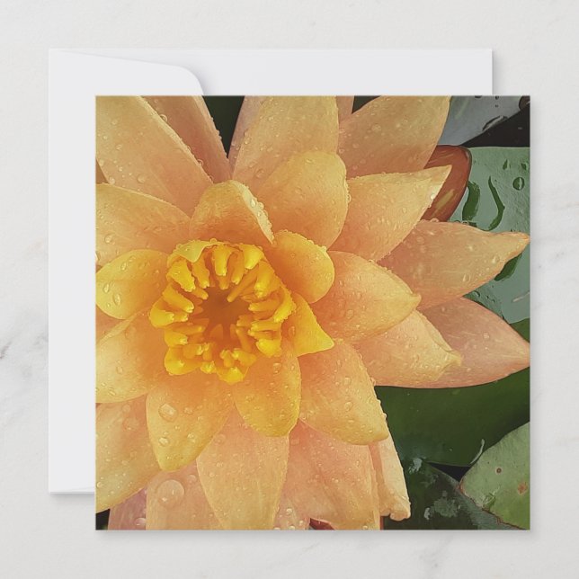 Waterlily heart card (Front)