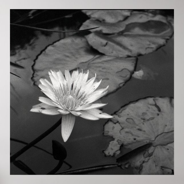 Waterlily in bloom poster (Front)