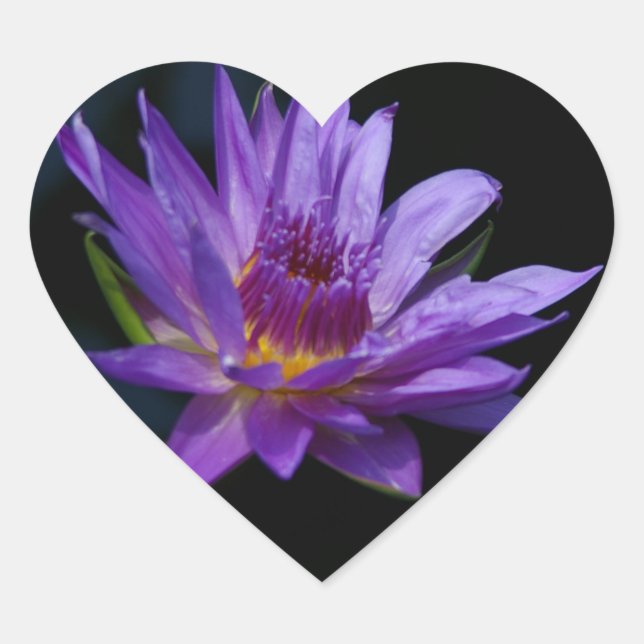 Waterlily Lotus Heart Sticker (Front)