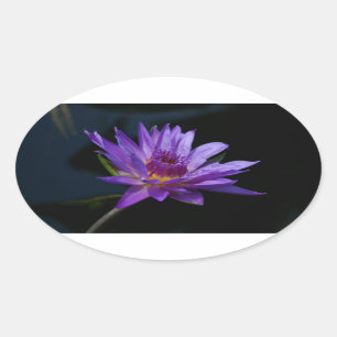 Waterlily Lotus Oval Sticker
