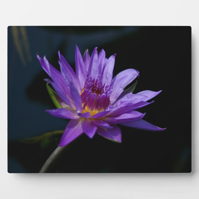 Waterlily Lotus Plaque (Front)