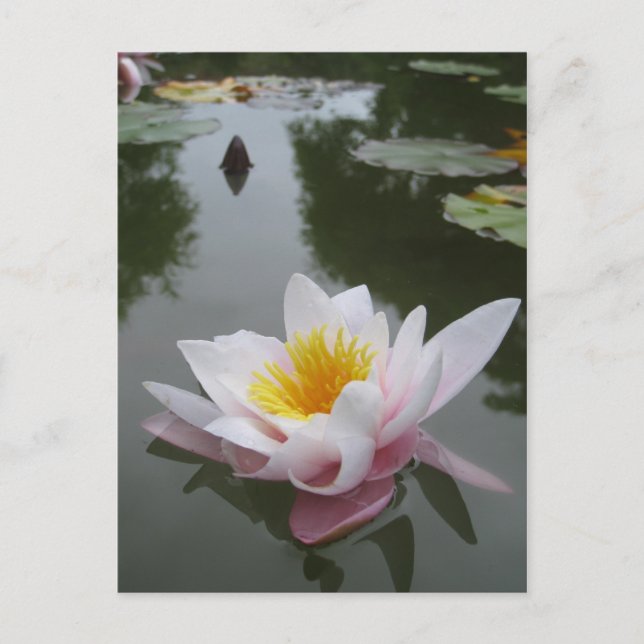 Waterlily postcard (Front)