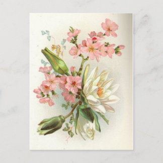 waterlily postcard