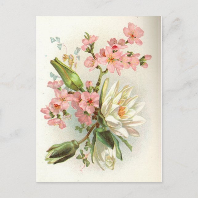 waterlily postcard (Front)