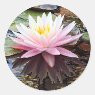 Waterlily Reflections Classic Round Sticker